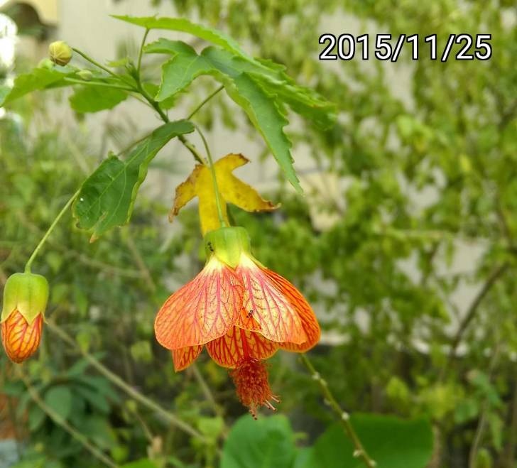 燈籠朱槿、燈籠扶桑, Abutilon pictum, Redvein Abutilon, Red Vein Indian Mallow, Redvein Flowering Maple, orange lantern hibiscus